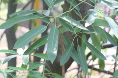 Tabebuia aurea